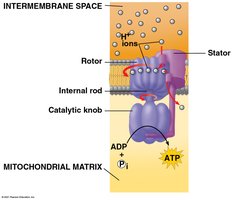 ATP synthase structure and function