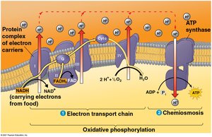 Oxidative phosphorylation overview