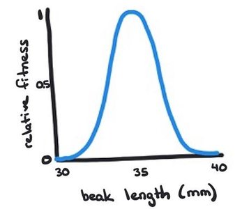 Fitness curve for beak length showing stabilizing selection