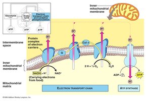 Electron transport chain and ATP synthase