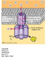 ATP synthase structure and function