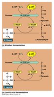 Alcohol and lactic acid fermentation pathways