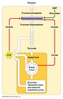 Regulation of glycolysis and cellular respiration