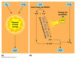 Electron transport chain and ATP synthesis