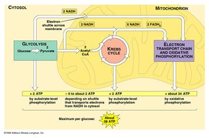 ATP accounting in cellular respiration