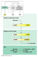Glycolysis pathway and net products