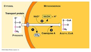 Conversion of pyruvate to Acetyl CoA