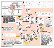 Krebs cycle steps and products