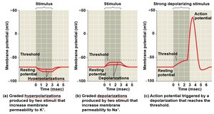 Graph of graded and action potentials