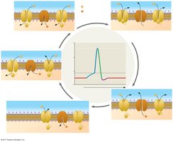 Phases of the action potential