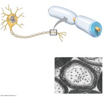 Diagram of myelinated axon and nodes of Ranvier