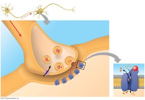 Diagram of chemical synapse and neurotransmitter release