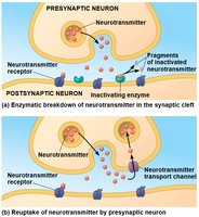 Diagram of neurotransmitter breakdown and reuptake