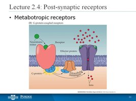 Diagram of metabotropic receptor signaling