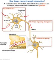 Diagram of neuron structure and synaptic transmission