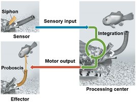 Diagram of sensory input, integration, and motor output