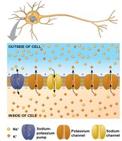Diagram of ion channel gating and membrane potential