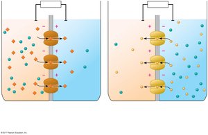 Artificial membrane model of resting potential