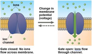 Diagram of ion channel gating and membrane potential changes