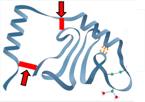 protein structure with red lines
