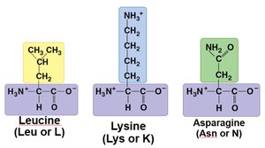 Leucine, Lysine, Asparagine structures