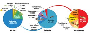 Pie charts showing distribution of biodiversity among major groups of life, animals, and vertebrates