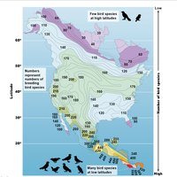 Map showing bird species diversity across North America, highest near the tropics