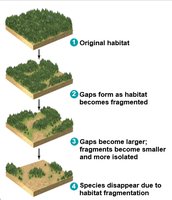 Diagram showing stages of habitat fragmentation