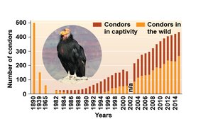 Graph showing condor population recovery through captive breeding and re-introduction