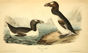 Illustration of the Great Auk, extinct due to human activity