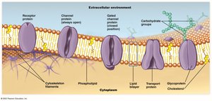 Diagram of plasma membrane composition and embedded proteins