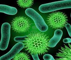Microorganismos fotosintéticos: bacterias y virus