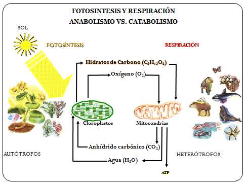 Ciclo de fotosíntesis y respiración