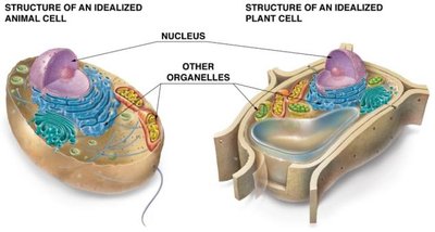 Structure of an idealized animal and plant cell