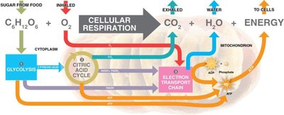 Overview of cellular respiration