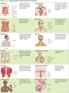 Table of organ systems and functions in humans