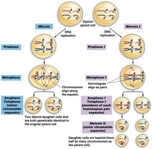 Comparison of mitosis and meiosis