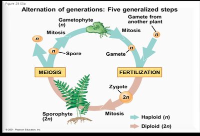 Alternation of generations cycle