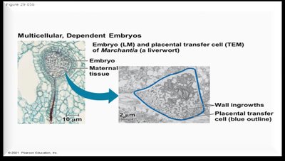 Multicellular, dependent embryos