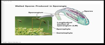 Walled spores produced in sporangia