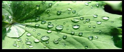 Plant cuticle with water droplets