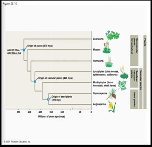 Plant diversification timeline