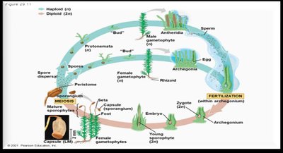 Moss life cycle (detailed)