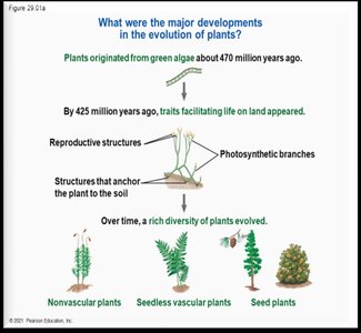 Major developments in plant evolution