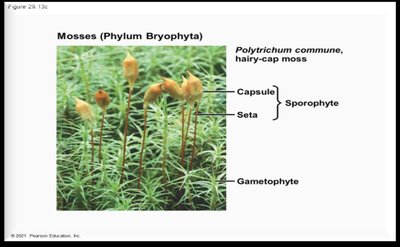 Polytrichum commune moss