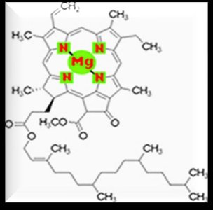 Amino acid structure