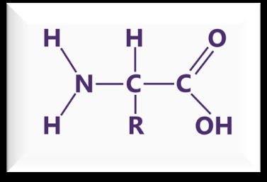 Chlorophyll structure