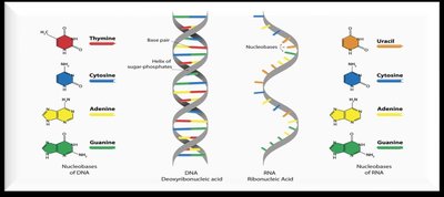 Nitrogen loss experiment results