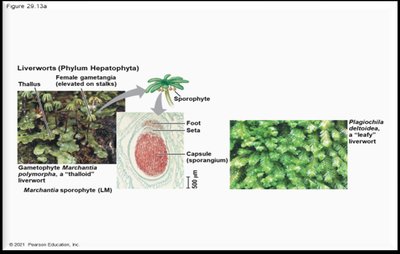 Liverworts structure
