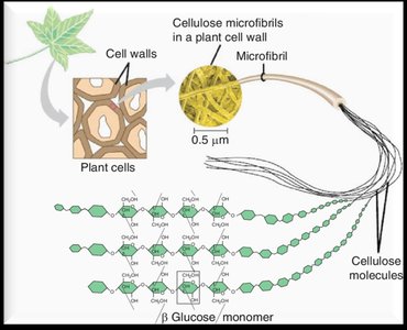 Cellulose microfibrils in plant cell wall